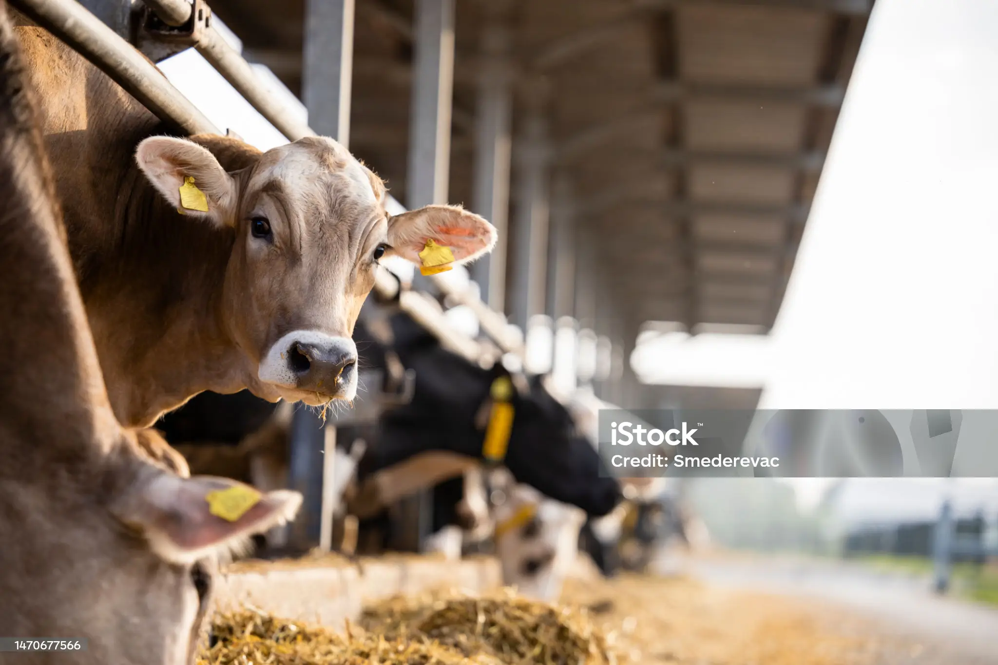 Vendula Lindnerová, žákyně VOŠ a SOŠ Březnice, zvládla pazneh-tářský kurz: čtyři dny mezi teorií a praxí